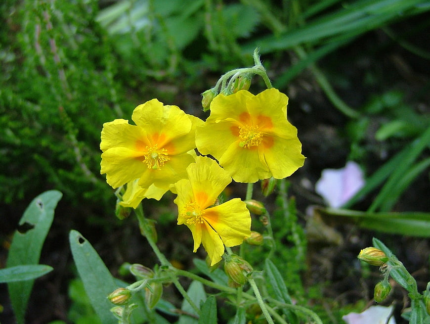 Close-up of bright yellow wildflowers in a garden