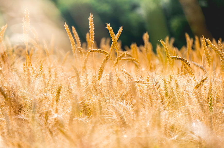 Golden Wheat Field Close-Up with Sunlight and Bokeh