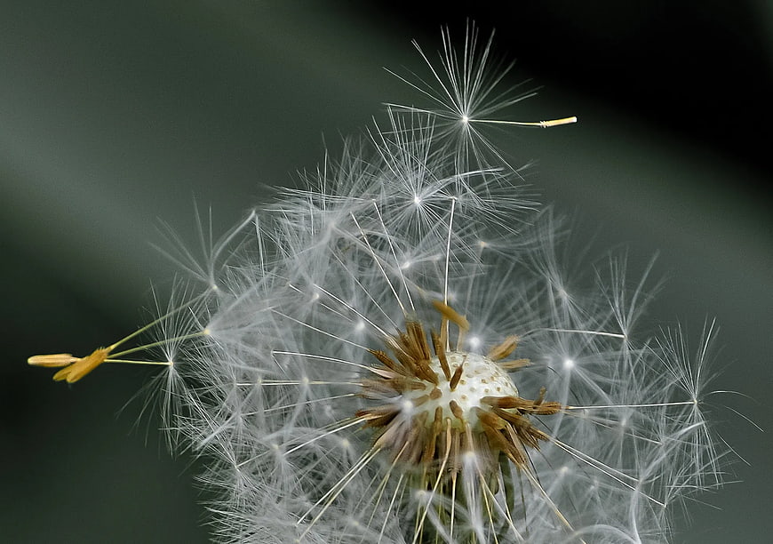 Close-up of a Dandelion Seed Head with Detached Seeds