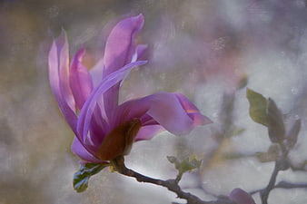 Soft Focus Purple Magnolia Blossom in Spring