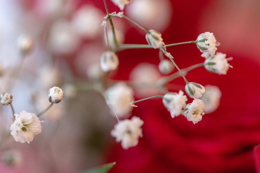 Close-up of white baby's breath flowers against red background