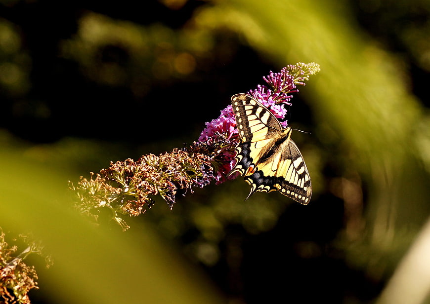 Eastern Tiger Swallowtail Butterfly on Purple Butterfly Bush