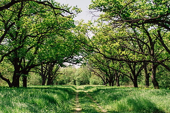 Sunlit Forest Path with Green Trees and Grass