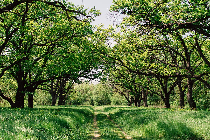 Sunlit Forest Path with Green Trees and Grass