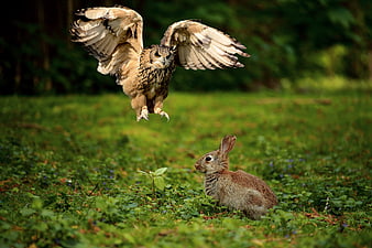 Eurasian Eagle-Owl Diving Toward Rabbit In Forest Meadow