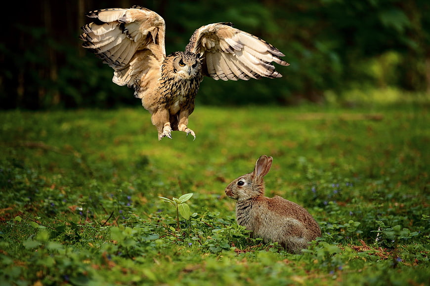 Eurasian Eagle-Owl Diving Toward Rabbit In Forest Meadow