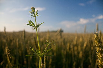 Green weed plant in golden wheat field with blue sky