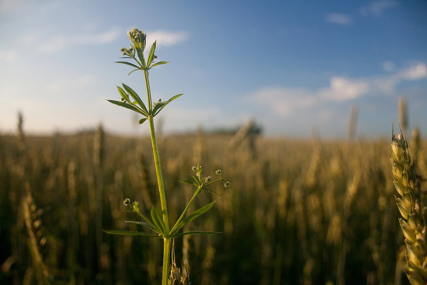 Green weed plant in golden wheat field with blue sky