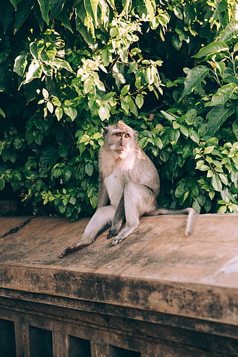 Monkey Sitting on Stone Wall in Jungle