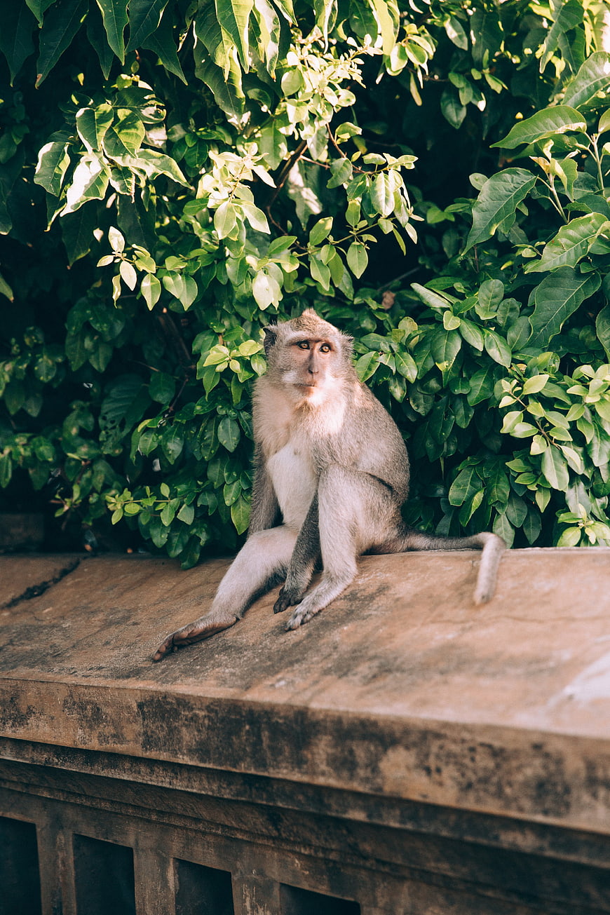 Monkey Sitting on Stone Wall in Jungle