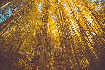 Low angle view of golden aspen trees in autumn forest