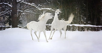 Two white horses playing in snowy winter forest