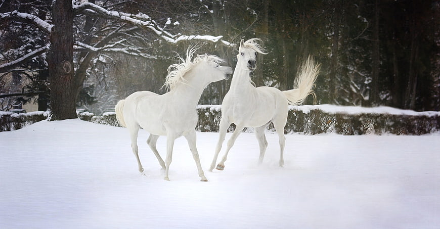 Two white horses playing in snowy winter forest