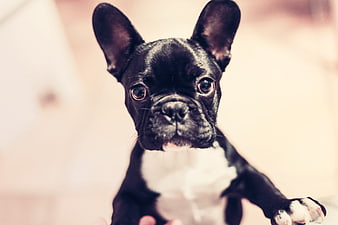 Cute Black French Bulldog Puppy Looking Up