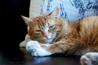 Relaxed Ginger Tabby Cat Lying Down