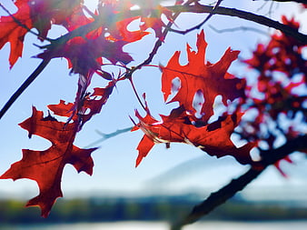 Vibrant red oak leaves backlit by sun against blue sky