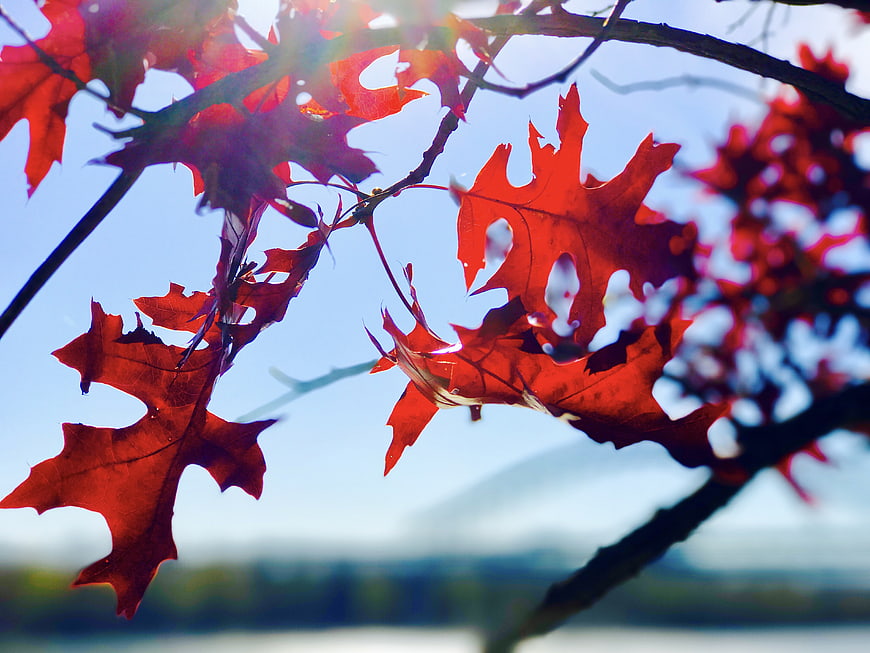 Vibrant red oak leaves backlit by sun against blue sky