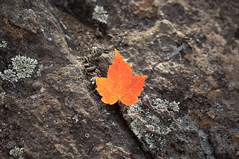 Vibrant orange maple leaf resting on textured lichen-covered rock