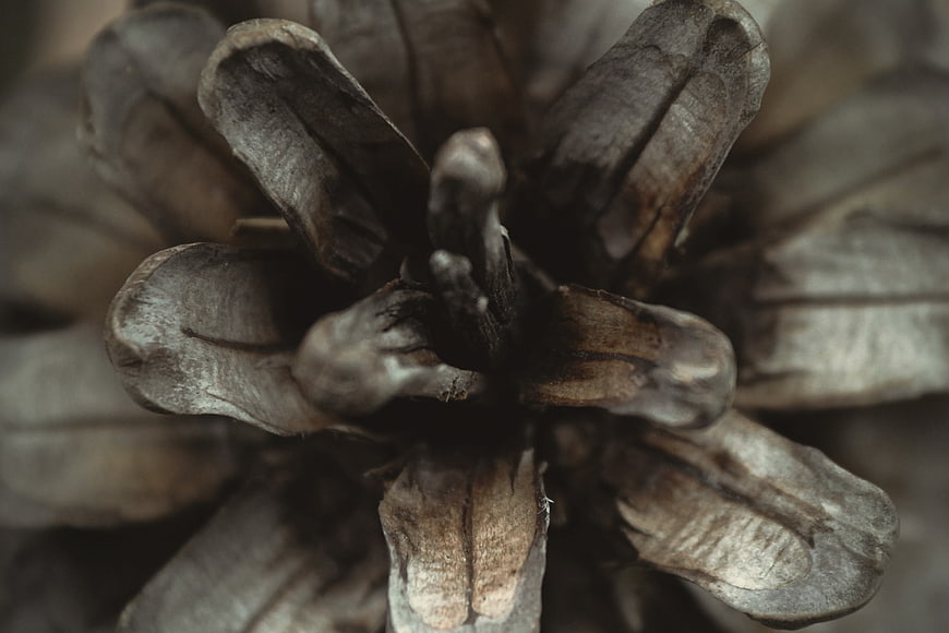 Macro Close-Up of Dried Pine Cone Texture