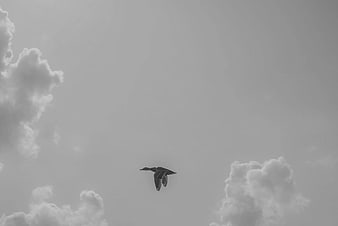 Black Goose Flying Silhouette Against Cloudy Sky