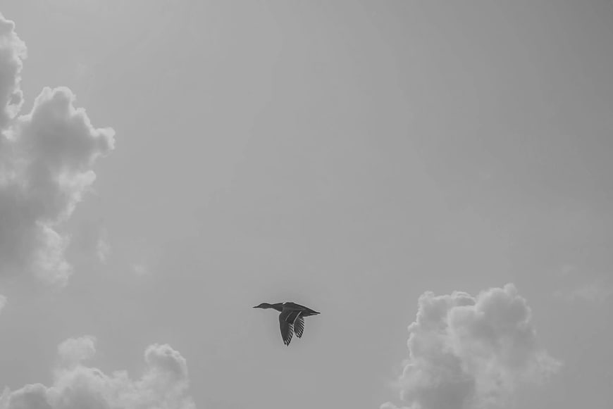 Black Goose Flying Silhouette Against Cloudy Sky