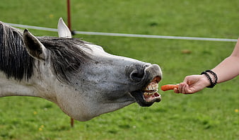Horse Eating Carrot from Hand in Green Meadow