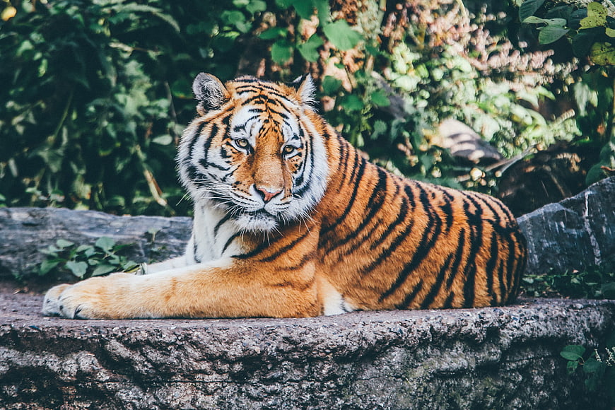 Majestic tiger resting on a rock in a natural habitat