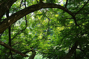 Low angle view of lush green tree canopy and branches