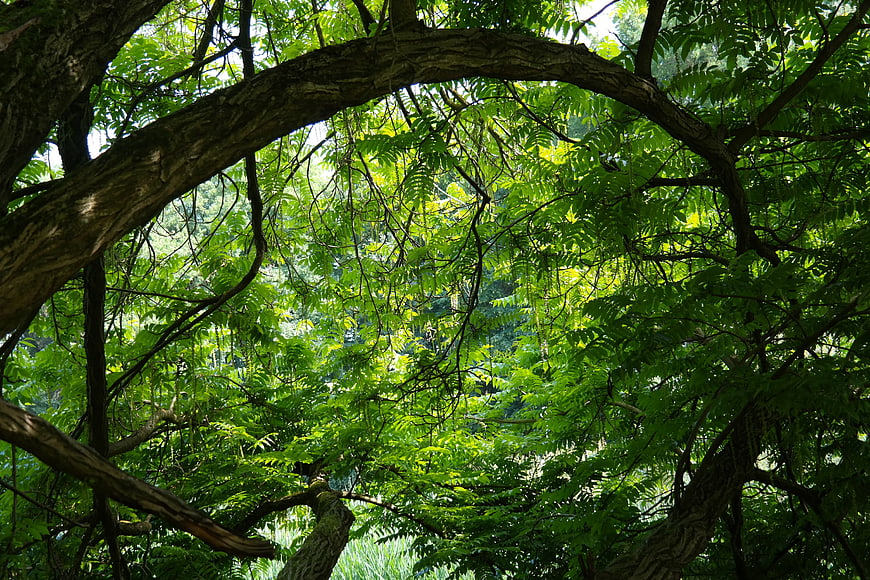 Low angle view of lush green tree canopy and branches