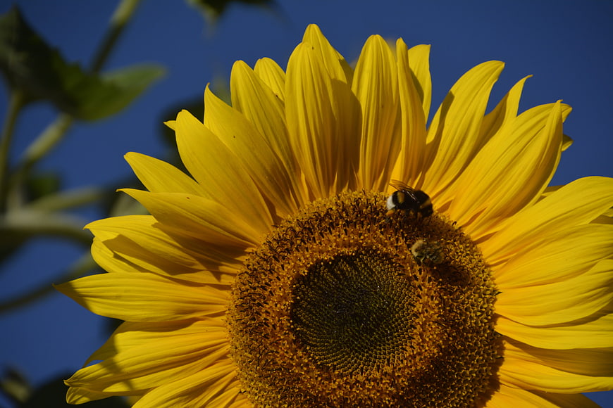 Close-up of a bumblebee pollinating a sunflower against a blue sky
