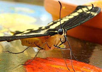 Close-up of a yellow and black butterfly feeding on fruit