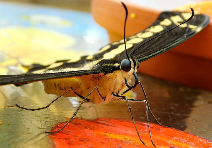 Close-up of a yellow and black butterfly feeding on fruit