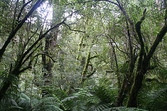 Lush Green Rainforest Interior With Dense Ferns And Mossy Trees