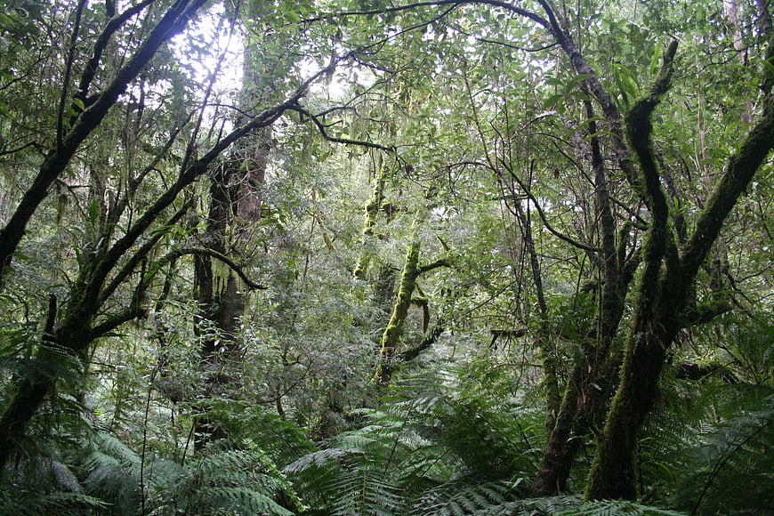 Lush Green Rainforest Interior With Dense Ferns And Mossy Trees