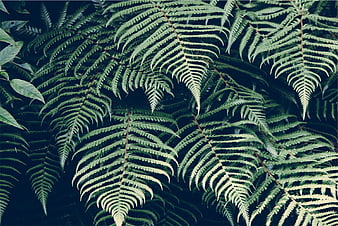 Close-up of lush green fern fronds against dark background