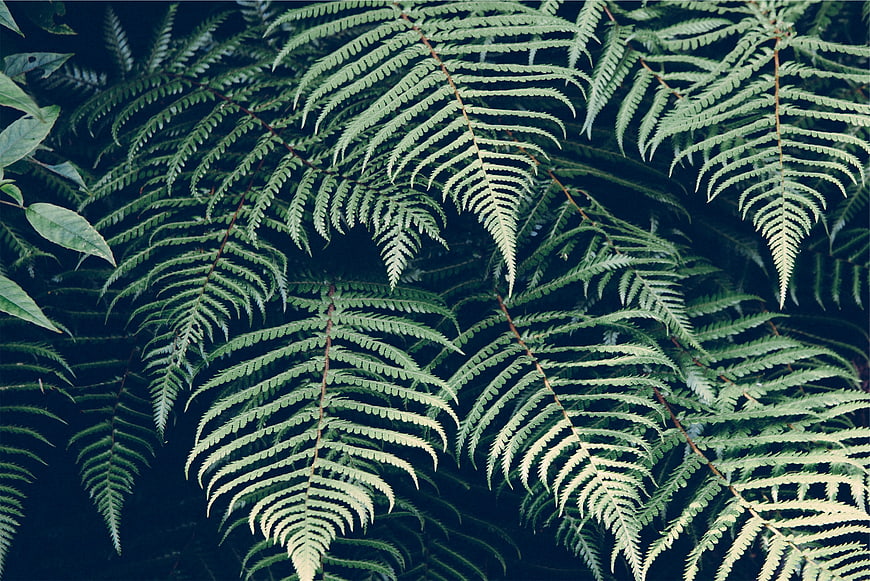 Close-up of lush green fern fronds against dark background