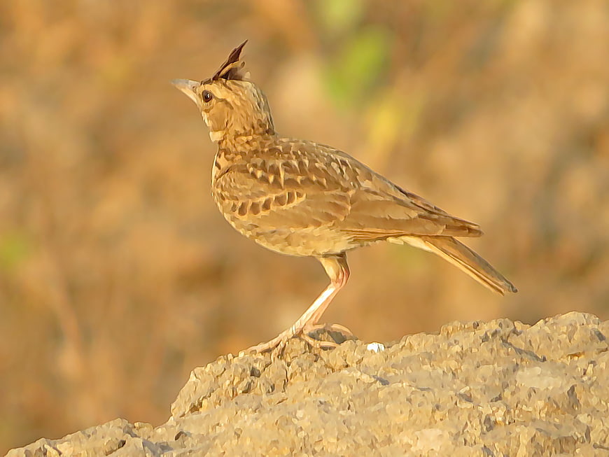 Malabar Lark perched on a rock in golden sunlight