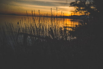 Silhouette of tall grass against golden sunset over water