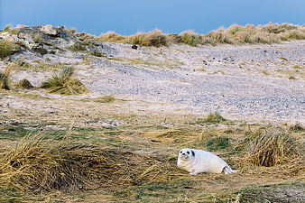 Cute white seal pup resting on grassy coastal dune