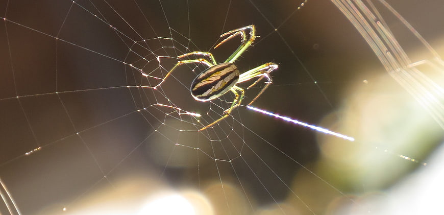 Close-up of a spider on a web with sunlight flare