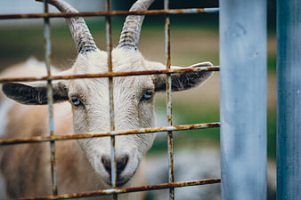 Close-up of a white goat looking through a rusty metal fence