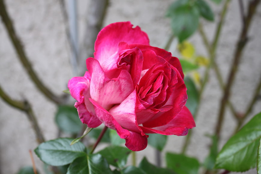 Vibrant Pink and Red Rose Close-Up with Green Leaves