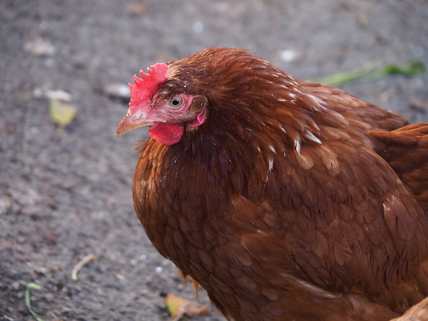 Close-up of a brown hen with red comb on a farm