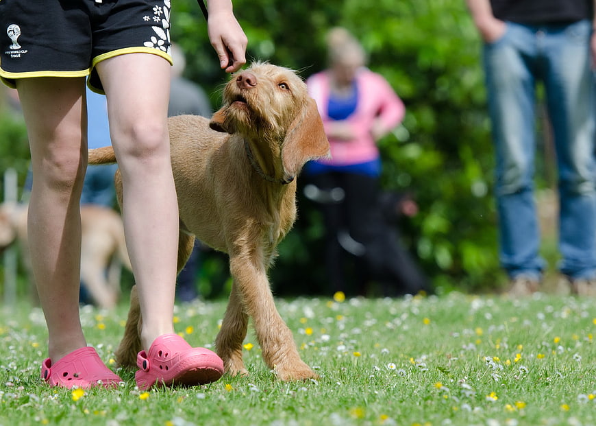 Hungarian Pointing Dog Being Handled At Outdoor Dog Show