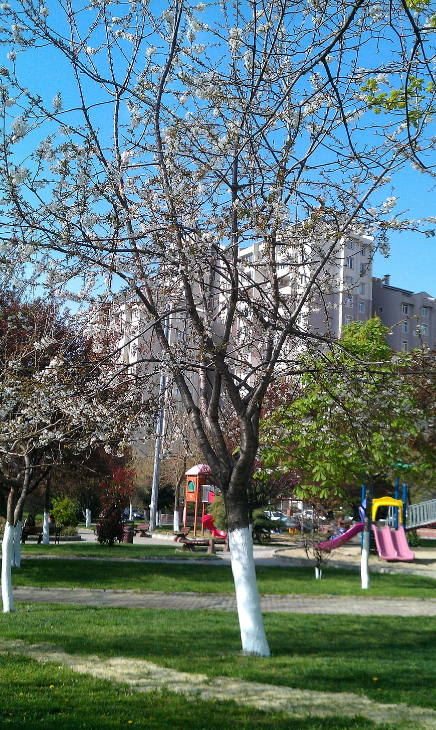 Blooming cherry tree in urban park with playground