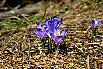 Purple Crocus Flowers Blooming in Early Spring Meadow