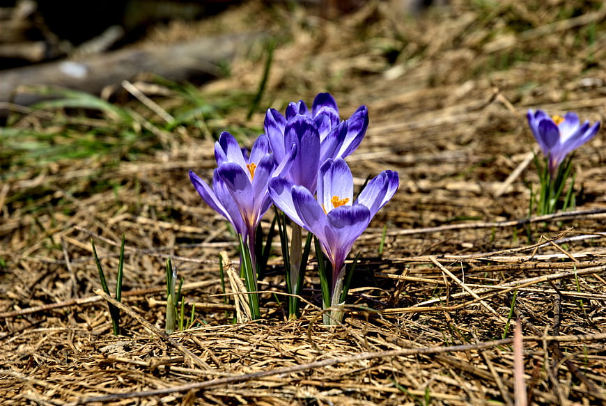 Purple Crocus Flowers Blooming in Early Spring Meadow