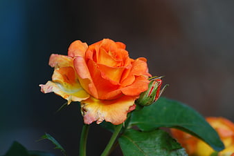 Close-up of vibrant orange rose with green leaves