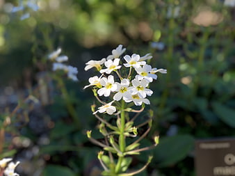 Close-up of white flowers with yellow centers in a garden