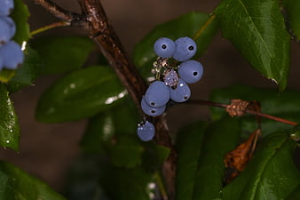 Close-up of blue berries on a branch with green leaves
